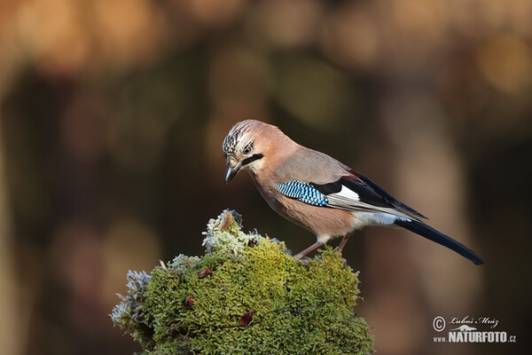 Sojka obecná (Garrulus glandarius)