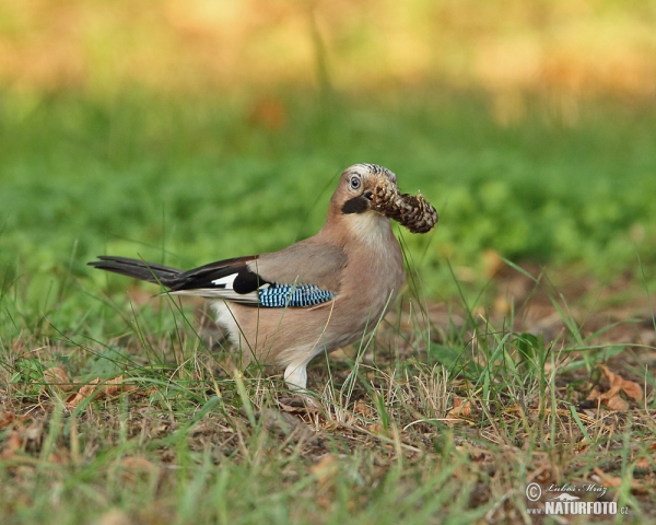 Sojka obecná (Garrulus glandarius)