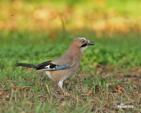 Sojka obecná (Garrulus glandarius)