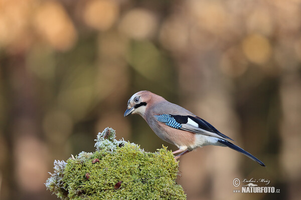 Sojka obecná (Garrulus glandarius)