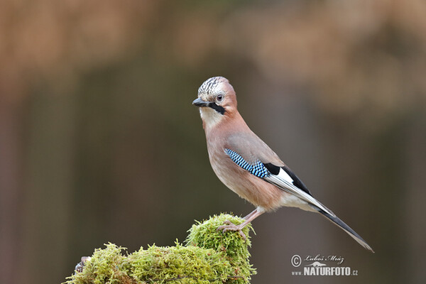 Sojka obecná (Garrulus glandarius)