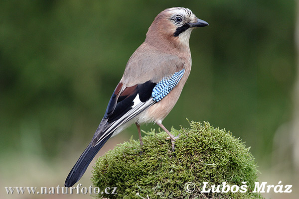 Sojka obyčajná (Garrulus glandarius)