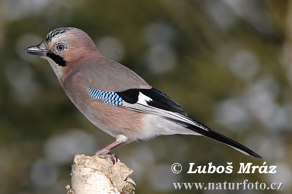 Sojka obyčajná (Garrulus glandarius)