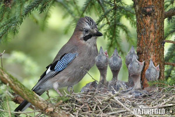 Sojka obyčajná (Garrulus glandarius)