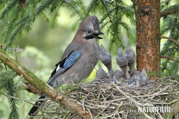 Sojka obyčajná (Garrulus glandarius)