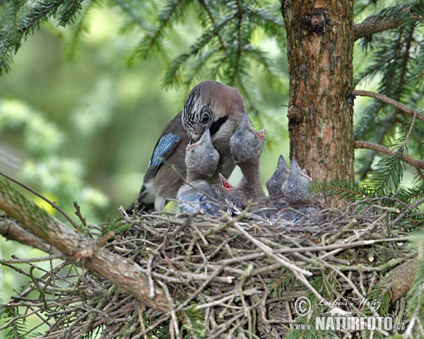 Sojka obyčajná (Garrulus glandarius)