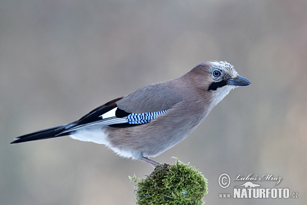 Sojka obyčajná (Garrulus glandarius)