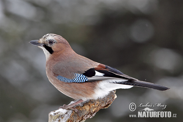 Sojka obyčajná (Garrulus glandarius)