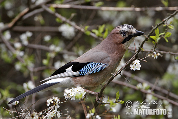 Sojka obyčajná (Garrulus glandarius)