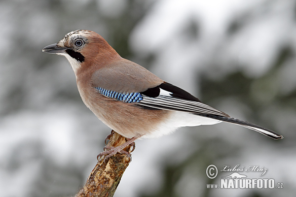 Sojka obyčajná (Garrulus glandarius)