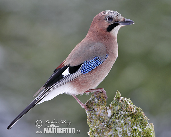 Sojka obyčajná (Garrulus glandarius)