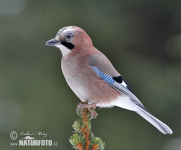 Sojka obyčajná (Garrulus glandarius)