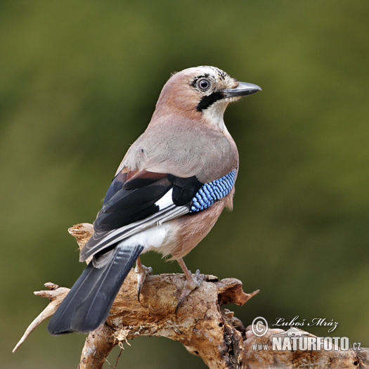 Sojka obyčajná (Garrulus glandarius)