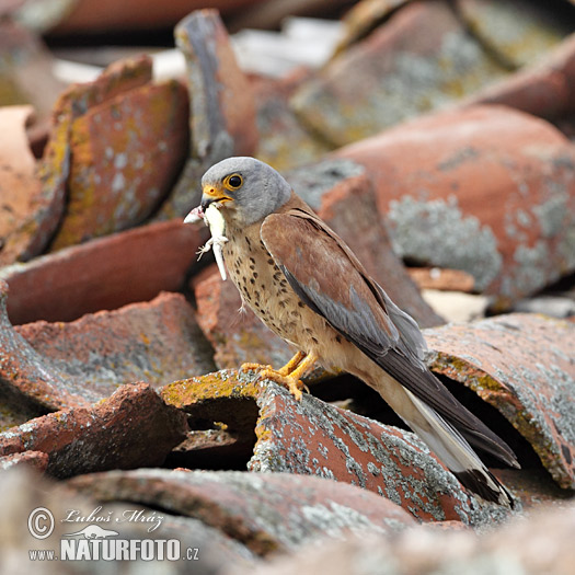 Sokol bielopazúravý (Falco naumanni)