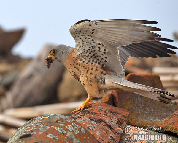 Sokol bielopazúravý (Falco naumanni)