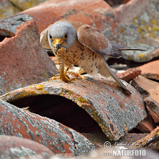 Sokol bielopazúravý (Falco naumanni)