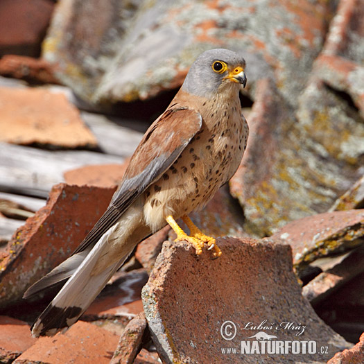 Sokol bielopazúravý (Falco naumanni)
