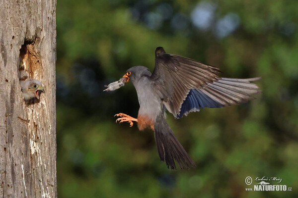 Sokol kobcovitý (Falco vespertinus)