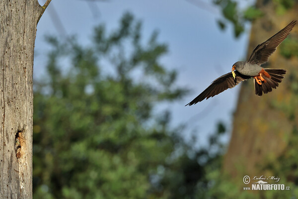 Sokol kobcovitý (Falco vespertinus)