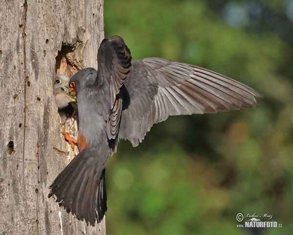 Sokol kobcovitý (Falco vespertinus)