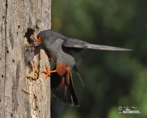 Sokol kobcovitý (Falco vespertinus)