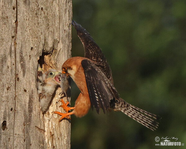 Sokol kobcovitý (Falco vespertinus)