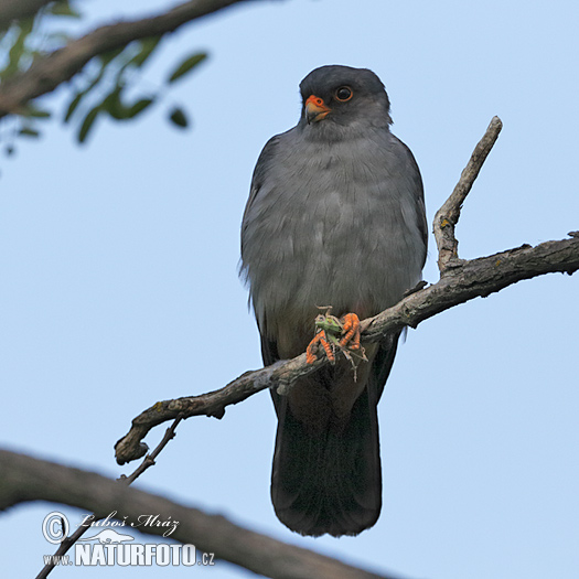 Sokol kobcovitý (Falco vespertinus)