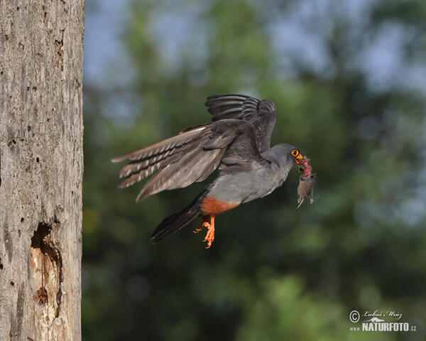 Sokol kobcovitý (Falco vespertinus)