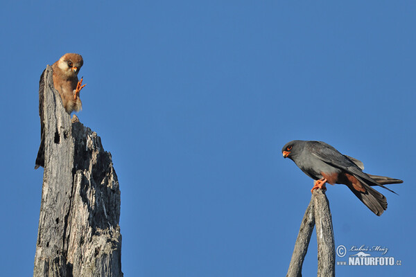 Sokol kobcovitý (Falco vespertinus)