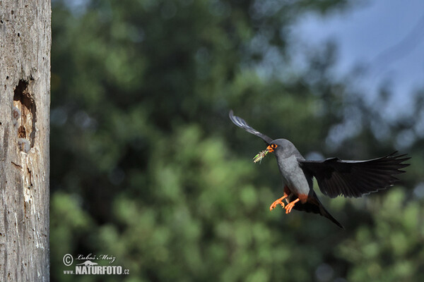 Sokol kobcovitý (Falco vespertinus)