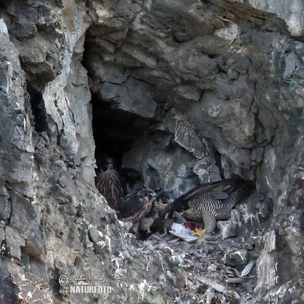 Sokol sťahovavý (Falco peregrinus)