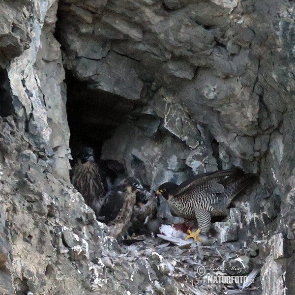 Sokol sťahovavý (Falco peregrinus)