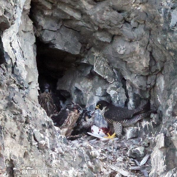 Sokol sťahovavý (Falco peregrinus)