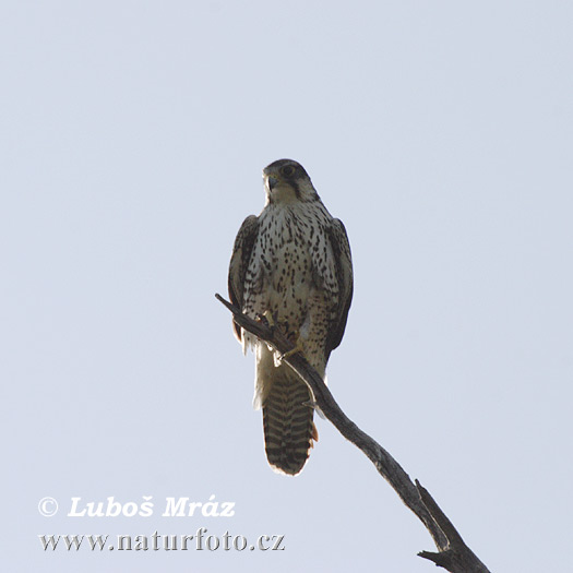 Sokol tmavý (Falco biarmicus)