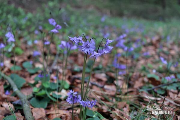 Soldanelka horská (Soldanella montana)