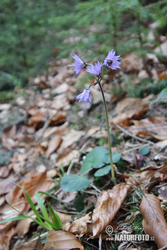 Soldanelka horská (Soldanella montana)