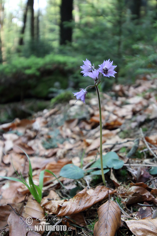 Soldanelka horská (Soldanella montana)