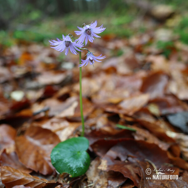 Soldanelka horská (Soldanella montana)