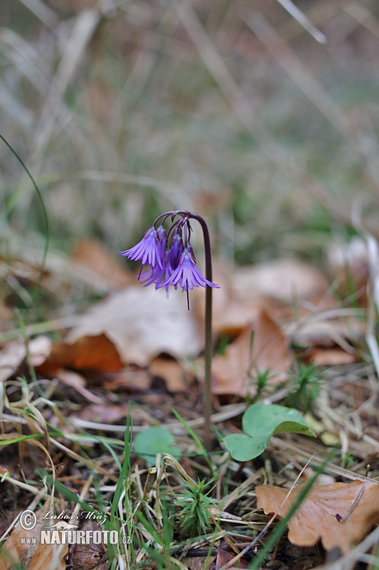 Soldanelka horská (Soldanella montana)