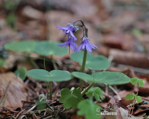 Soldanelka horská (Soldanella montana)