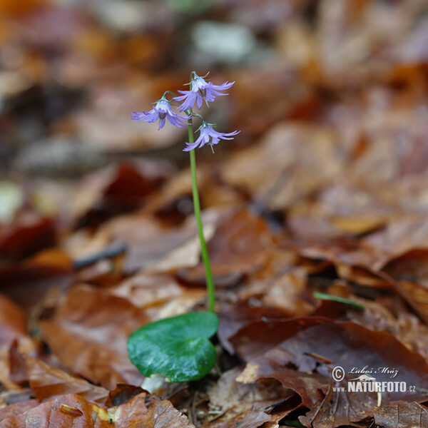 Soldanelka horská (Soldanella montana)