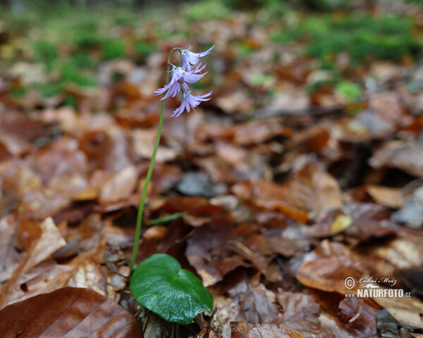 Soldanelka horská (Soldanella montana)
