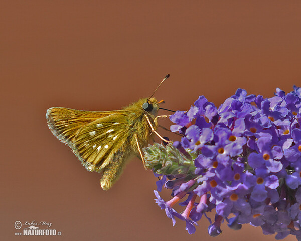 Soumračník čárkovaný (Hesperia comma)