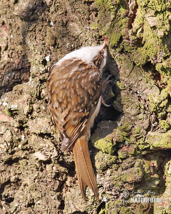 Šoupálek dlouhoprstý (Certhia familiaris)