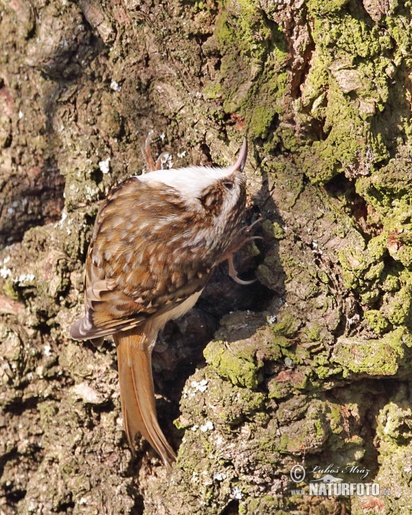 Šoupálek dlouhoprstý (Certhia familiaris)