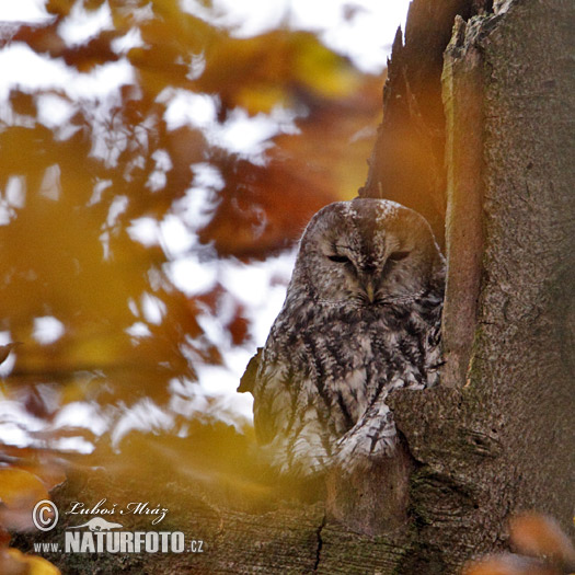 Sova obyčajná (Strix aluco)