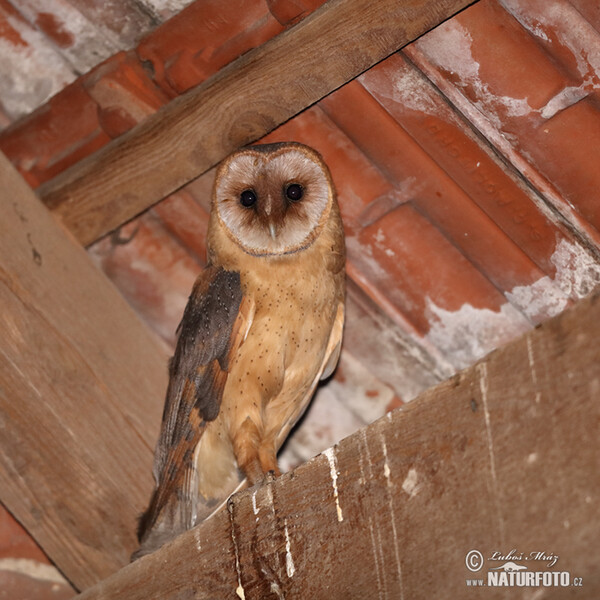 Sova pálená (Tyto alba)