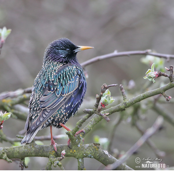 Špaček obecný (Sturnus vulgaris)