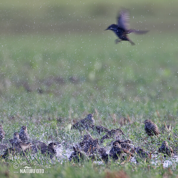 Špaček obecný (Sturnus vulgaris)