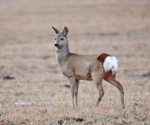 Srnec lesný (Capreolus capreolus)